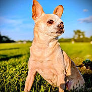 Winnie joined the competition — help win amazing prizes! dog, chihuahua, pet, grass, outdoor, sunlight, animal, ears, brown, small_dog, nature, mammal, canine, field, alert, sitting, daytime, cute, portrait, sky