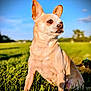 dog, chihuahua, pet, grass, outdoor, sunlight, animal, ears, brown, small_dog, nature, mammal, canine, field, alert, sitting, daytime, cute, portrait, sky
