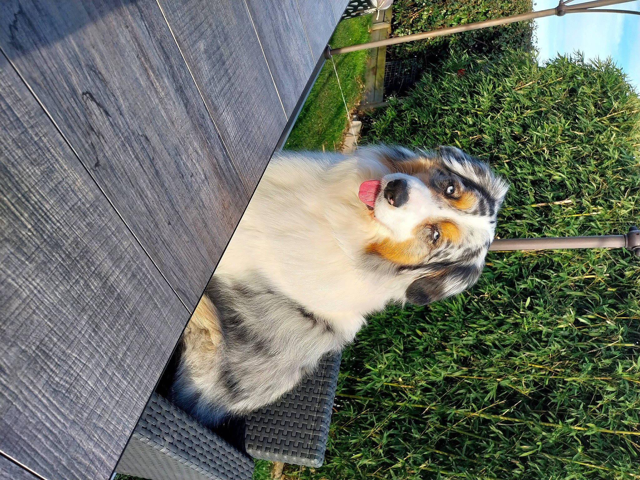 Rainbow participe au concours pour gagner de l'argent avec cette photo : canidae, carnivore, companion_dog, dog, dog_breed, dog_supply, fawn, felidae, fur, grass, lemur, pet_supply, plant, small_to_medium_sized_cats, sporting_group, sunglasses, tail, toy_dog, tree, whiskers