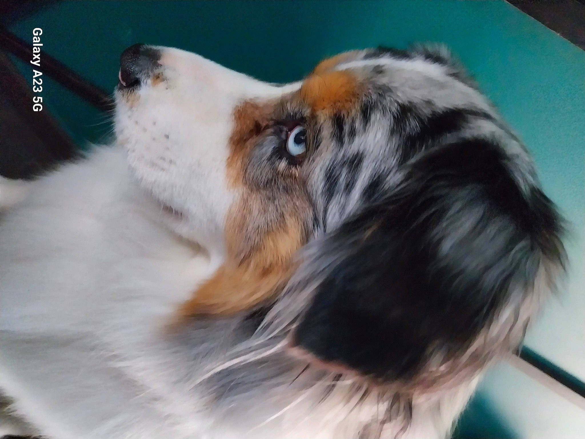 Rainbow participe au concours pour gagner de l'argent avec cette photo : australian_collie, australian_shepherd, canidae, carnivore, collie, companion_dog, dog, dog_breed, fur, herding_dog, rough_collie, scotch_collie, sporting_group, terrestrial_animal, whiskers, working_animal, working_dog