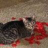 Lazarious is registered to the contest to win money with this photo: cat, tabby, pet, animal, carpet, red_rose_petals, indoor, feline, curious, laying_down, striped, whiskers, ears, eyes, mouth_open, playful, closeup, floor, domestic_animal, cute