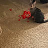 Lazarious is registered to the contest to win money with this photo: cat, tabby_cat, carpet, indoor, red_objects, scattered, furniture, chair, pet, animal, curious, sitting, brown, beige, floor, domestic, cozy, warm_lighting, home, cute