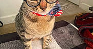 Lazarious is registered to the contest to win money with this photo: cat, tabby, glasses, bandana, indoor, pet, animal, fur, whiskers, face, eyes, sitting, blanket, door, carpet, home, decor, feline, cute, portrait