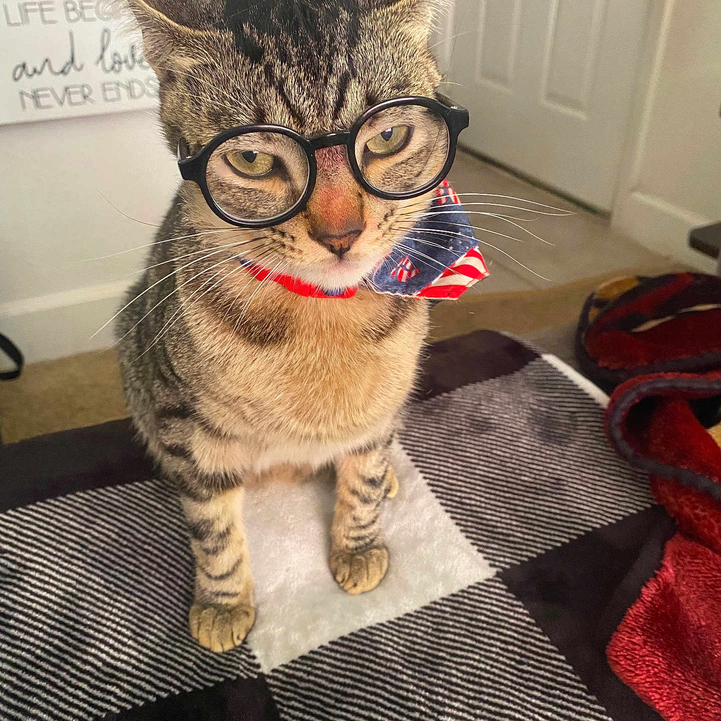 Lazarious is registered to the contest to win money with this photo: cat, tabby, glasses, bandana, indoor, pet, animal, fur, whiskers, face, eyes, sitting, blanket, door, carpet, home, decor, feline, cute, portrait