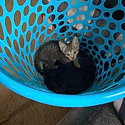 Lazarious is registered to the contest to win money with this photo: kitten, cat, laundry_basket, blue, curious, indoor, pet, animal, floor, carpet, furniture, hole_pattern, small, cute, young, looking_up, domestic, cozy, playful, container