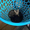 kitten, cat, laundry_basket, blue, curious, indoor, pet, animal, floor, carpet, furniture, hole_pattern, small, cute, young, looking_up, domestic, cozy, playful, container