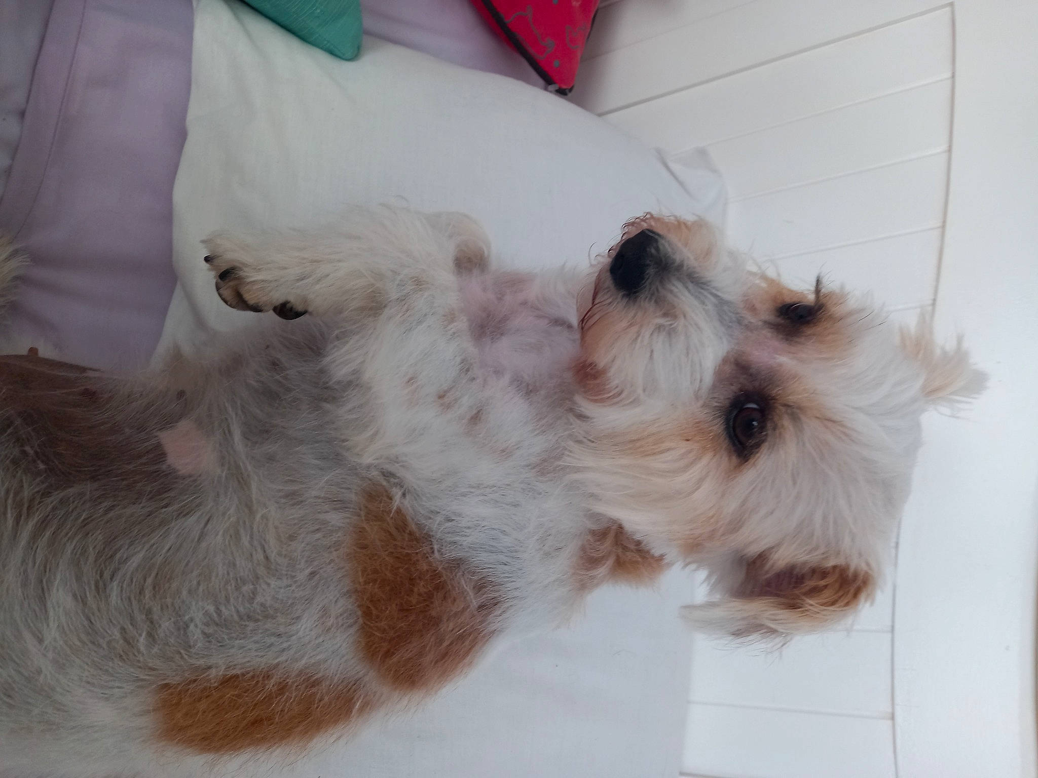 Honey joined the competition — help win amazing prizes! canidae, carnivore, collar, companion_dog, dog, dog_breed, dog_collar, dog_supply, fawn, fur, maltepoo, non_sporting_group, paw, pet_supply, small_terrier, sporting_group, terrier, toy_dog, working_animal