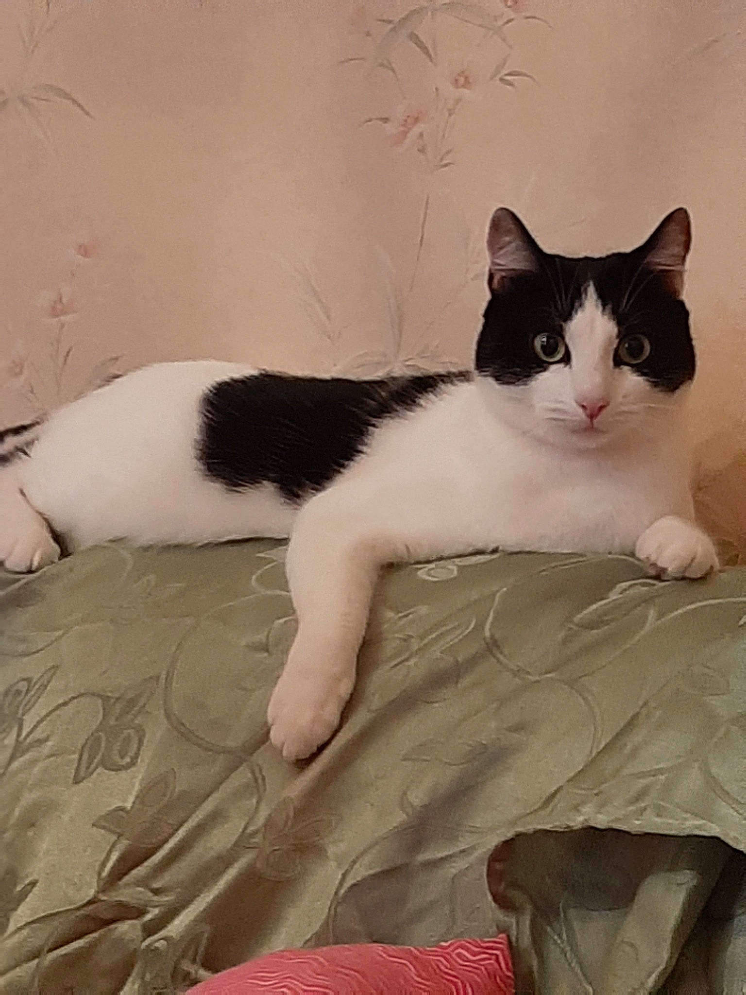 Princesse a rejoint le concours — aidez-le/la à gagner de superbes lots ! aegean_cat, american_wirehair, carnivore, cat, domestic_short_haired_cat, eye, fawn, felidae, fur, japanese_bobtail, kitten, leg, polydactyl_cat, small_to_medium_sized_cats, tail, whiskers