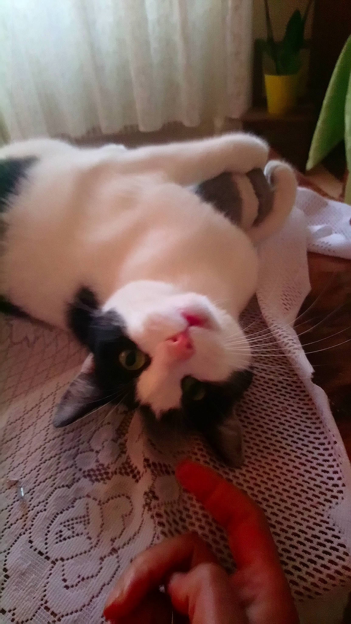 Princesse participe au concours pour gagner de l'argent avec cette photo : canidae, carnivore, cat, dog_breed, fawn, felidae, kitten, nose, small_to_medium_sized_cats, tail, whiskers