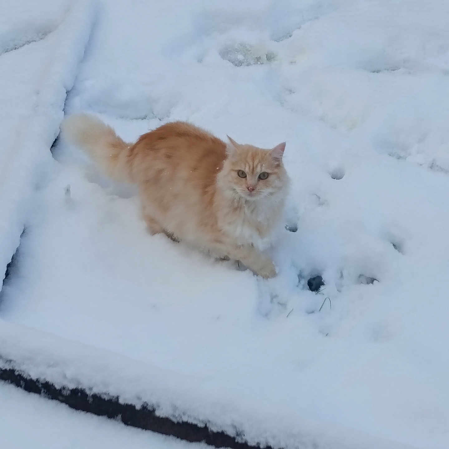 Zina participe au concours pour gagner de l'argent avec cette photo : animal, cat, cold, curious, daylight, feline, fluffy, fur, ginger, mammal, nature, outdoor, paw_prints, pet, quiet, snow, soft, walking, white, winter
