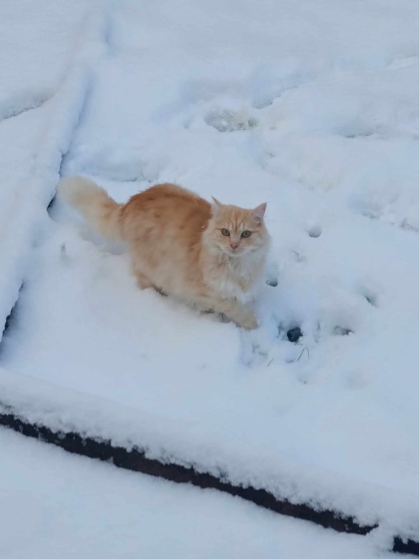 Zina participe au concours pour gagner de l'argent avec cette photo : cat, snow, outdoor, animal, fluffy, ginger, pet, winter, cold, paw_prints, nature, fur, mammal, walking, soft, white, feline, curious, quiet, daylight