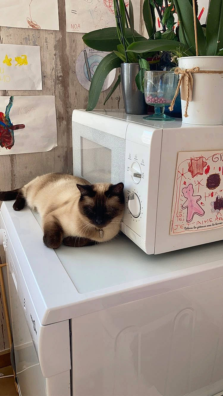 Chamalow participe au concours pour gagner de l'argent avec cette photo : art, bag, box, carnivore, cat, domestic_short_haired_cat, fawn, felidae, flowerpot, fur, houseplant, interior_design, plant, rectangle, room, siamese, small_to_medium_sized_cats, table, thai, whiskers