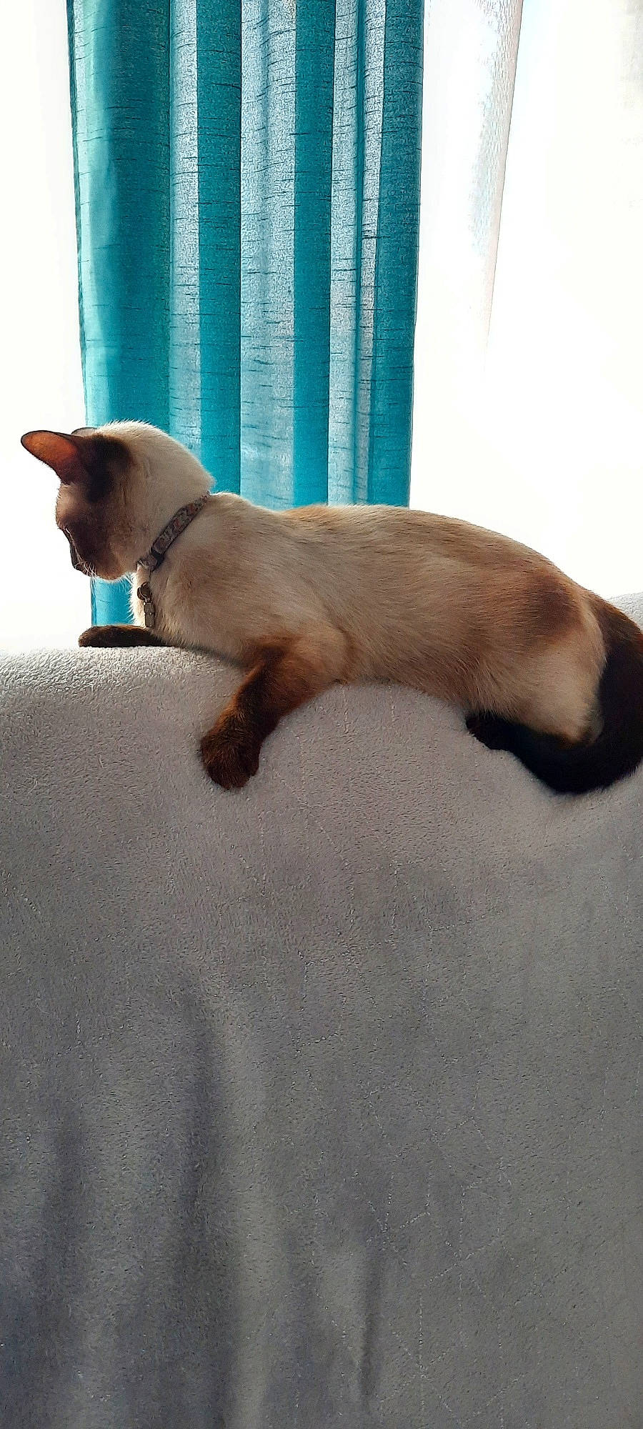 Chamalow a rejoint le concours — aidez-le/la à gagner de superbes lots ! carnivore, cat, comfort, curtain, domestic_short_haired_cat, fawn, felidae, flooring, fur, hardwood, linens, shade, siamese, small_to_medium_sized_cats, tail, tints_and_shades, whiskers, window, window_covering, wood