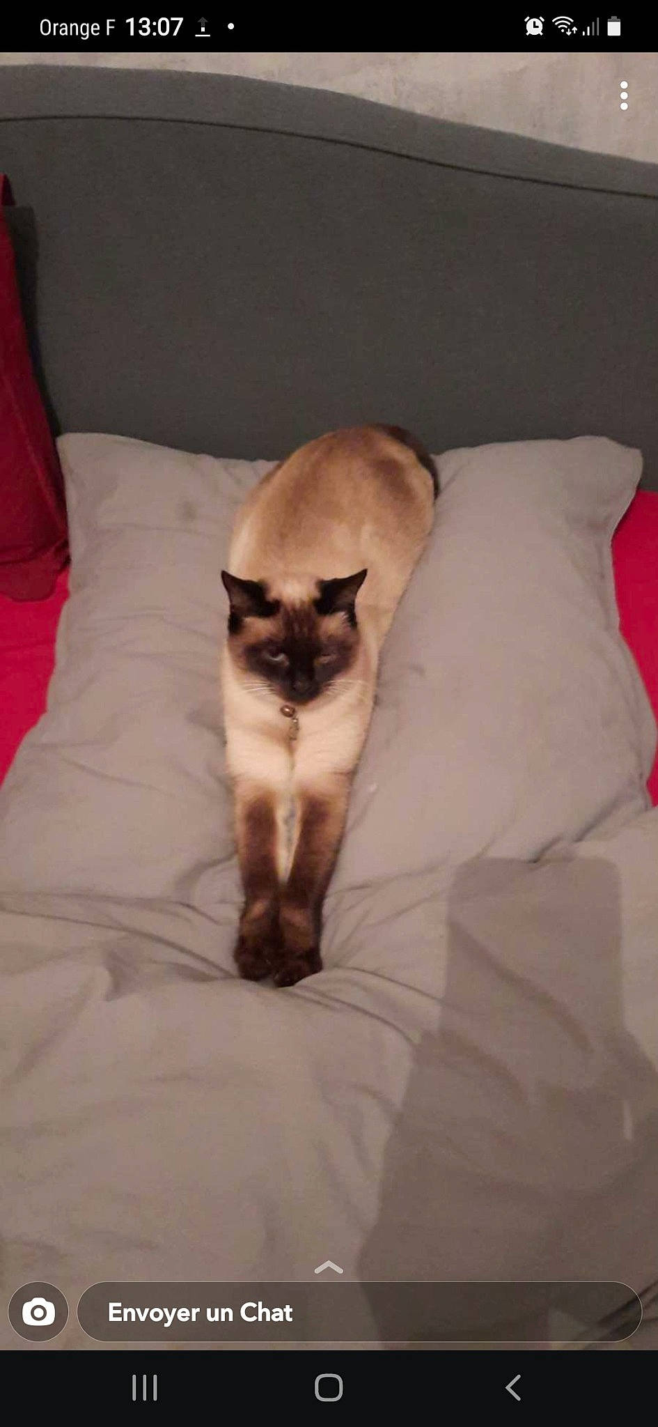 Chamalow a rejoint le concours — aidez-le/la à gagner de superbes lots ! balinese, bedding, carnivore, cat, comfort, fawn, felidae, foot, fur, human_leg, linens, room, siamese, small_to_medium_sized_cats, snout, tail, thai, tonkinese, whiskers