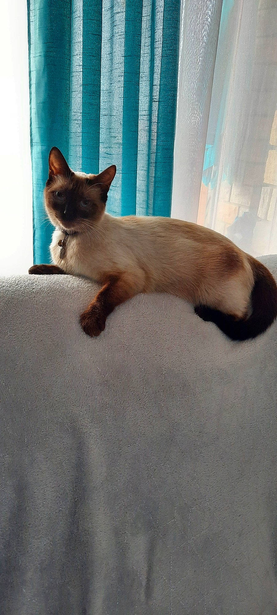Chamalow a rejoint le concours — aidez-le/la à gagner de superbes lots ! balinese, carnivore, cat, claw, comfort, domestic_short_haired_cat, felidae, fur, mammal, paw, siamese, small_to_medium_sized_cats, tail, terrestrial_animal, thai, tonkinese, whiskers, window