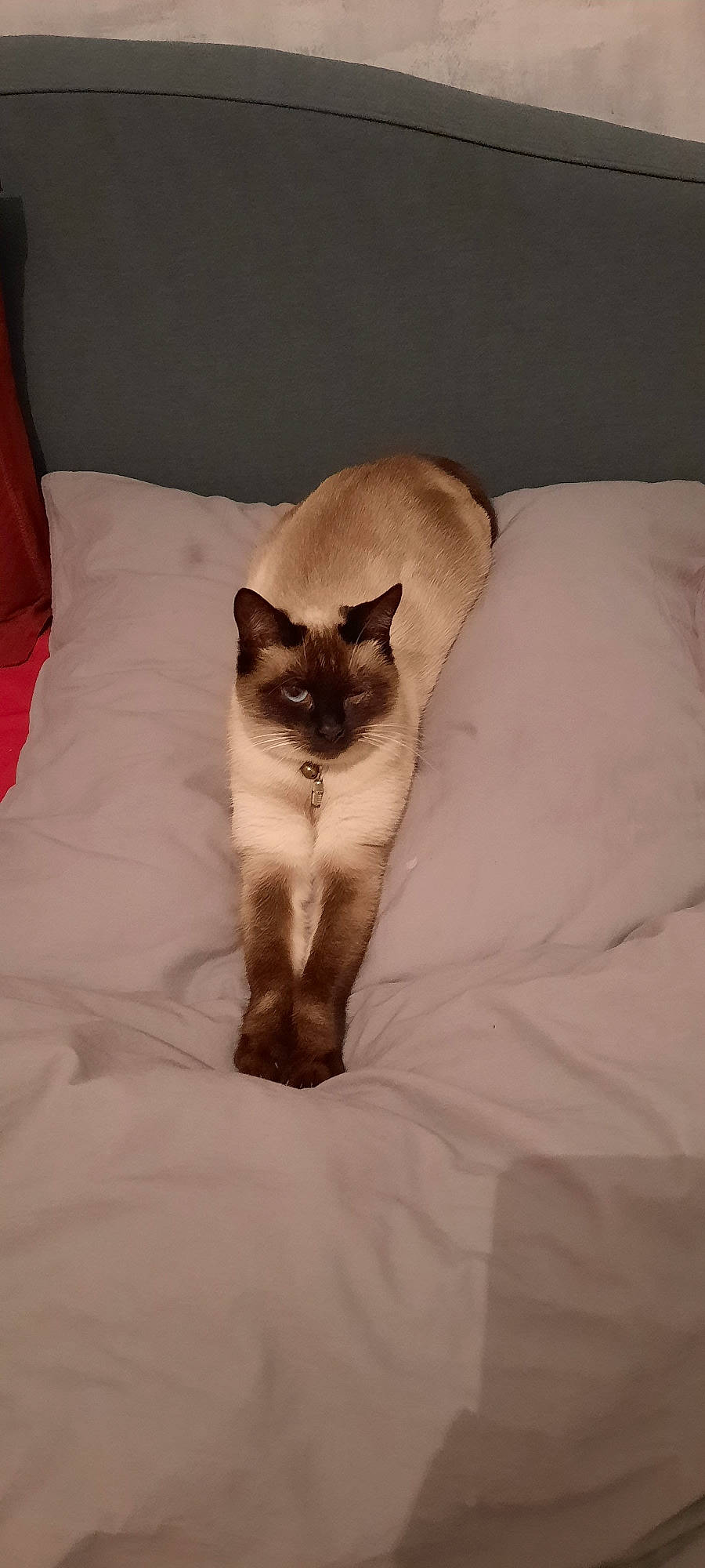 Chamalow participe au concours pour gagner de l'argent avec cette photo : balinese, bedding, birman, carnivore, cat, comfort, domestic_short_haired_cat, fawn, felidae, fur, linens, pillow, siamese, sitting, small_to_medium_sized_cats, snout, tail, whiskers, wildlife