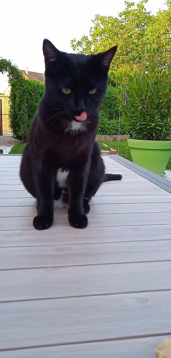 Zarko participe au concours pour gagner de l'argent avec cette photo : black_cat, bombay, carnivore, cat, claw, domestic_short_haired_cat, felidae, flowerpot, fur, grass, houseplant, paw, plant, small_to_medium_sized_cats, tail, terrestrial_animal, tree, whiskers, window