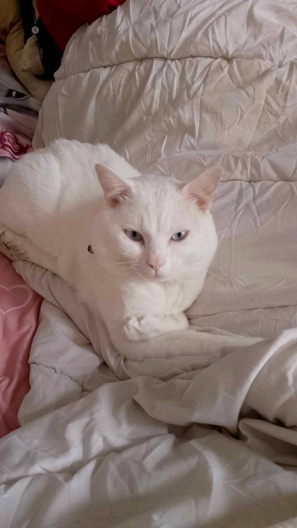 Gandalf Leblanc participe au concours pour gagner de l'argent avec cette photo : bed, bedding, carnivore, cat, comfort, domestic_short_haired_cat, fawn, felidae, fur, paw, sleeve, small_to_medium_sized_cats, snout, tail, terrestrial_animal, whiskers