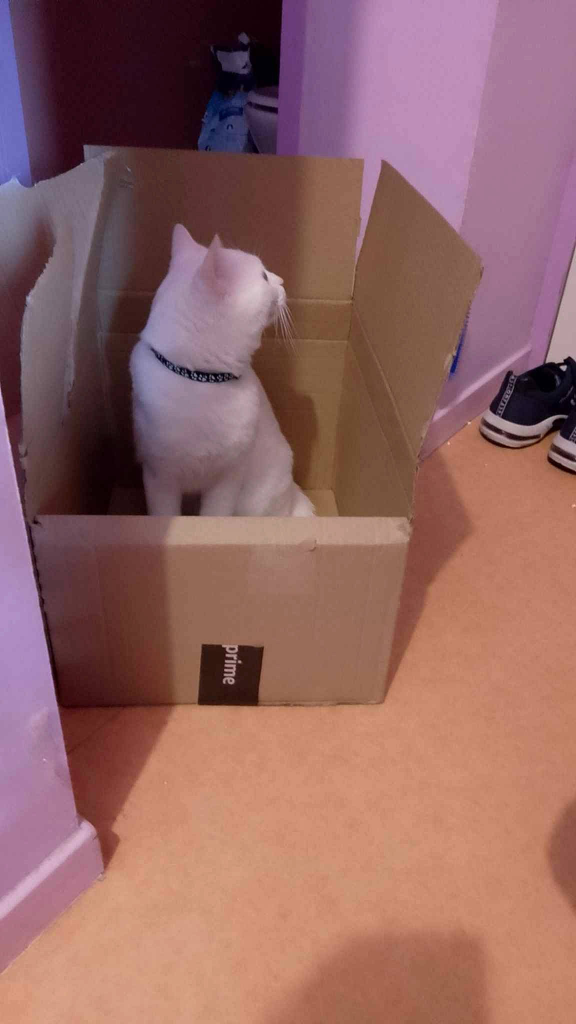 Gandalf Leblanc a rejoint le concours — aidez-le/la à gagner de superbes lots ! art, cardboard, carmine, carnivore, carton, creative_arts, felidae, packaging_and_labeling, packing_materials, paper, paper_product, plastic, room, sculpture, shipping_box, small_to_medium_sized_cats, stairs, visual_arts, whiskers, wood