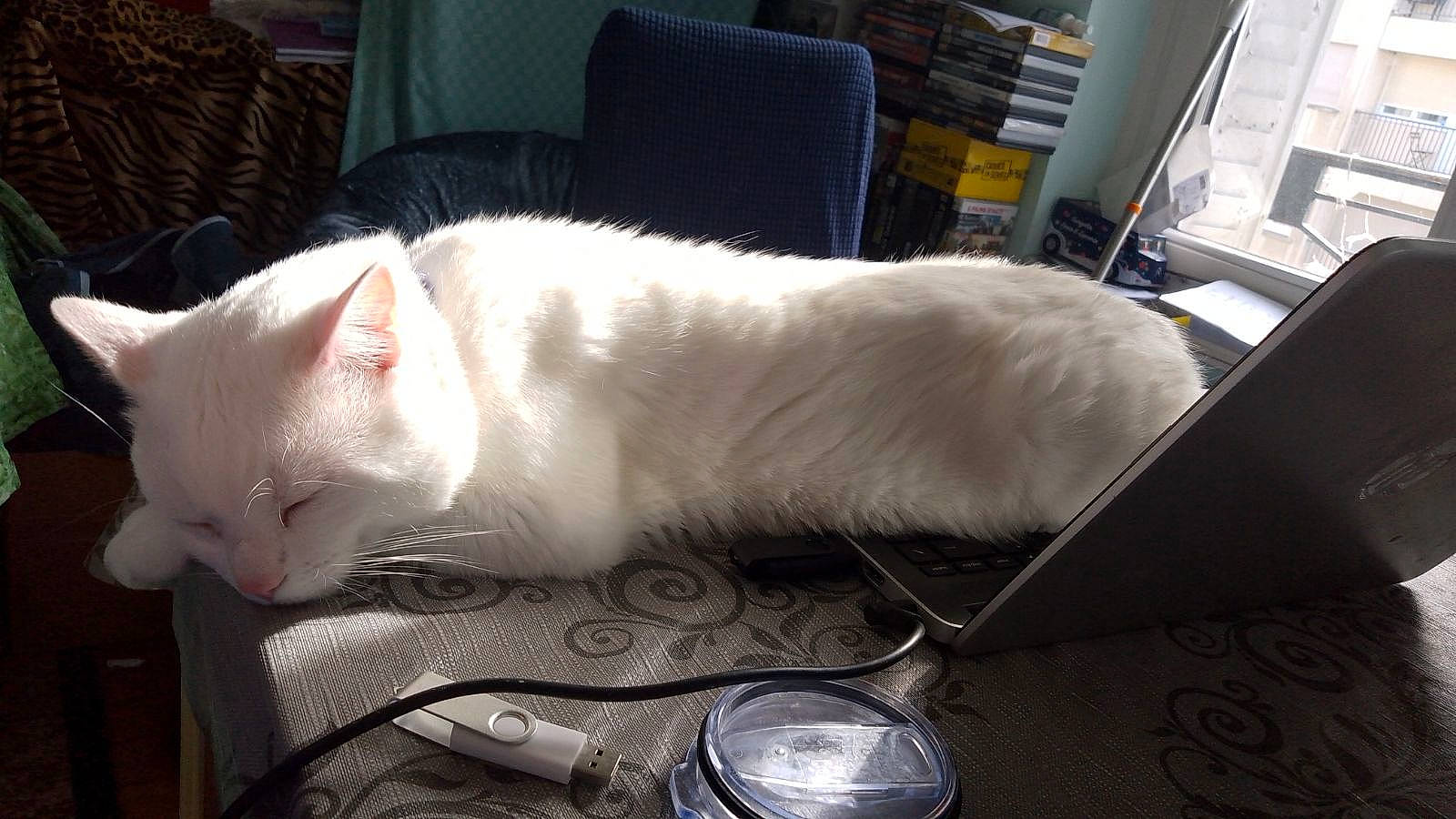 Gandalf Leblanc a rejoint le concours — aidez-le/la à gagner de superbes lots ! carnivore, cat, chair, comfort, domestic_short_haired_cat, felidae, flooring, fur, metal, nap, paw, room, small_to_medium_sized_cats, snout, tail, whiskers