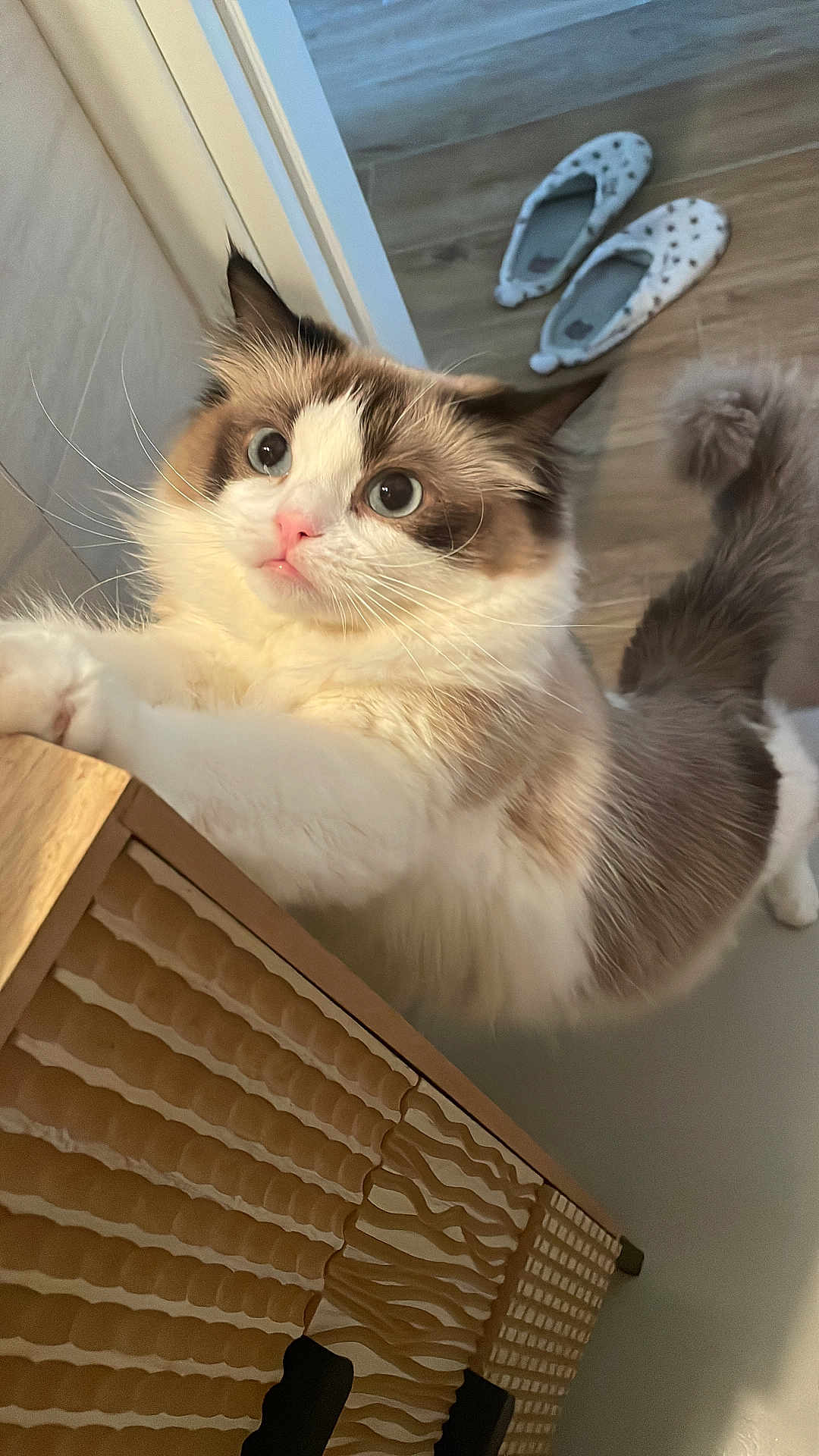 Phoebe