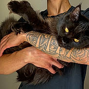Grim joined the competition — help win amazing prizes! animal, arms, black_cat, calm, close_up, cute, domestic_cat, feline, fur, hand, holding, indoor, person, pet, portrait, resting, shirt, skin, tattoo, yellow_eyes
