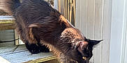 Grim joined the competition — help win amazing prizes! alert, animal, black_cat, cat, closeup, daylight, domestic_cat, fur, mammal, nature, outdoor, pet, side_view, stairs, sunlight, tail, walking, whiskers, wood, wooden_steps