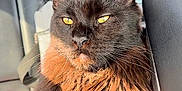 Grim is registered to the contest to win money with this photo: cat, black_cat, long_hair, yellow_eyes, car_interior, car_seat, sunlight, feline, pet, animal, domestic_cat, relaxed, close_up, portrait, mammal, whiskers, ears, fur, seatbelt, leather_seat