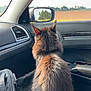Grim joined the competition — help win amazing prizes! cat, car_interior, backseat, window, side_mirror, daylight, brown_fur, fluffy, backpack, dashboard, seat, travel, pet, animal, looking_out, sunlight, paper, glasses, road_trip, calm