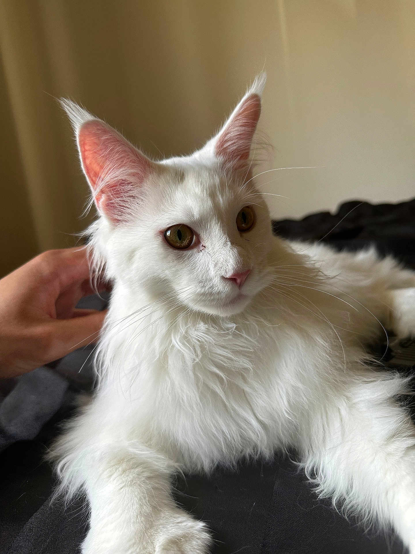 Yeti joined the competition — help win amazing prizes! cat, white_cat, fluffy_fur, pet, hand, indoor, animal, feline, ears, whiskers, close_up, golden_eyes, relaxed, lying_down, domestic_cat, soft_light, bed, black_background, cute, companion