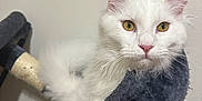 Yeti is registered to the contest to win money with this photo: cat, white_cat, yellow_eyes, feline, pet, animal, fluffy, fur, indoor, resting, perch, cozy, closeup, portrait, cute, whiskers, pink_nose, ears, relaxed, home