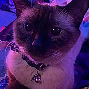 Shai joined the competition — help win amazing prizes! cat, feline, pet, animal, blue_eyes, close_up, portrait, whiskers, ears, collar, bell, fur, cream_fur, dark_points, indoor, purple_lighting, colorful, staring, nighttime, photography