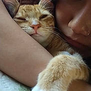Jinkx is registered to the contest to win money with this photo: cat, person, face, paw, sleepy, close_up, snuggling, orange_tabby, arm, indoor, bedspread, whiskers, nose, fur, human, skin, eyelashes, relaxation, affection, cozy
