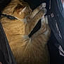 cat, ginger_cat, sleeping, paws, fur, pet, animal, indoor, cozy, resting, black_bag, zipper, collar, whiskers, cute, feline, curled_up, relaxed, domestic_cat, sleep