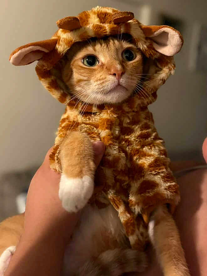 Jinkx is registered to the contest to win money with this photo: cat, orange_tabby, costume, giraffe, pet, animal, cute, wide_eyes, fur, whiskers, hand, indoor, portrait, expression, adorable, mammal, domestic_cat, holding, soft_texture, blurred_background