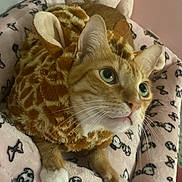 Jinkx is registered to the contest to win money with this photo: cat, orange_tabby, costume, giraffe_costume, plush_toy, teddy_bear, blanket, patterned_blanket, indoor, pet, whiskers, green_eyes, soft_toys, cute, cozy, feline, resting, close_up, animal, domestic_animal