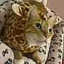 cat, orange_tabby, costume, giraffe_costume, plush_toy, teddy_bear, blanket, patterned_blanket, indoor, pet, whiskers, green_eyes, soft_toys, cute, cozy, feline, resting, close_up, animal, domestic_animal