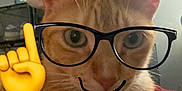 Jinkx joined the competition — help win amazing prizes! animal, cat, close_up, cute, digital_art, domestic, ears, emoji, face, feline, funny, fur, glasses_doodle, indoor, orange_cat, pets, playful, pointing_finger, portrait, whiskers