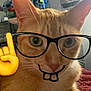 cat, orange_cat, close_up, indoor, glasses_doodle, digital_art, funny, emoji, pointing_finger, pets, cute, face, whiskers, ears, feline, animal, domestic, fur, portrait, playful