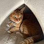 cat, orange_tabby, green_eyes, pet_bed, cozy, indoor, feline, resting, soft_texture, white_bed, fur, tail, animal, cute, domestic_cat, relaxed, close_up, natural_light, pet, comfort