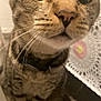 Pepper is registered to the contest to win money with this photo: cat, tabby, close_up, whiskers, indoors, pet, animal, curious, face, fur, doily, crochet, pattern, flower, nose, collar, sitting, domestic, feline, cute