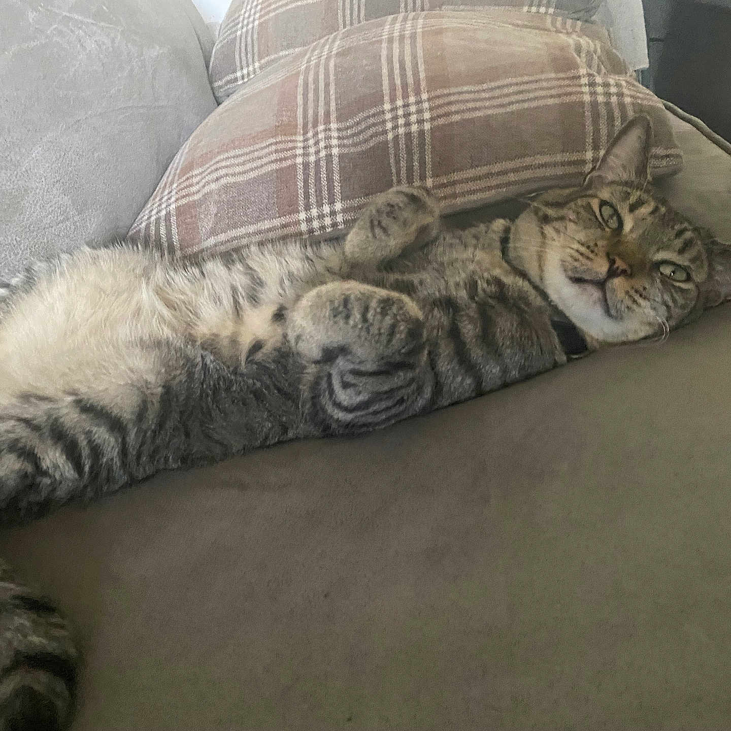 Pepper joined the competition — help win amazing prizes! animal, cat, comfortable, couch, cozy, cute, domestic, feline, fur, home, indoor, lying_down, pet, pillow, relaxed, resting, sleepy, tabby, tabby_cat, whiskers