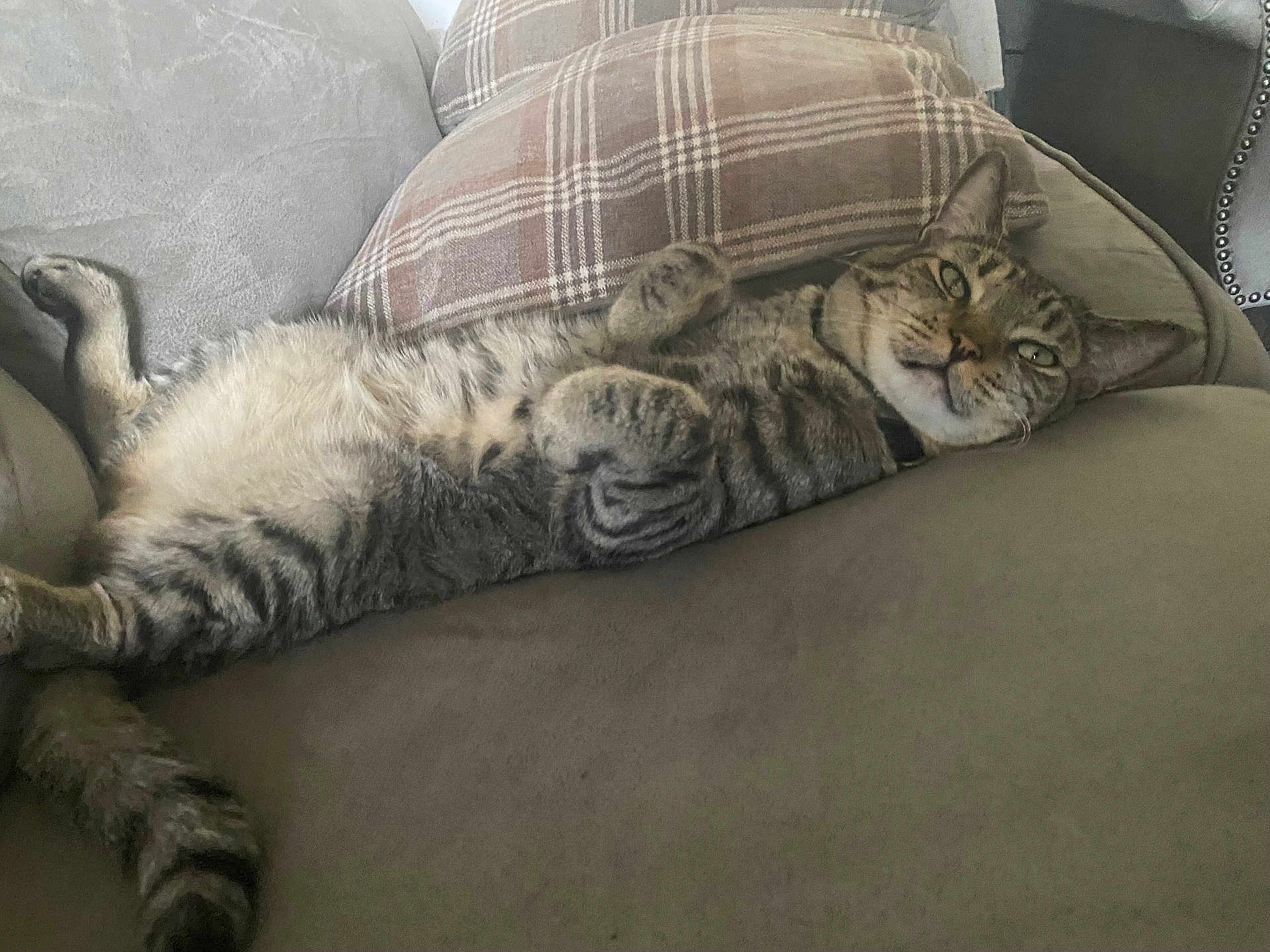Pepper