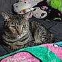 Pepper joined the competition — help win amazing prizes! cat, tabby, bed, plush_toys, hello_kitty, green_frog, blanket, indoor, relaxed, animal, pet, feline, striped, cute, soft_toys, resting, cozy, home, comfort, sleepy