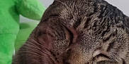 Pepper joined the competition — help win amazing prizes! cat, tabby, sleeping, close_up, furry, pet, whiskers, animal, domestic_cat, fur, cute, relaxed, indoor, soft_toy, plush, green, background, peaceful, portrait, mammal