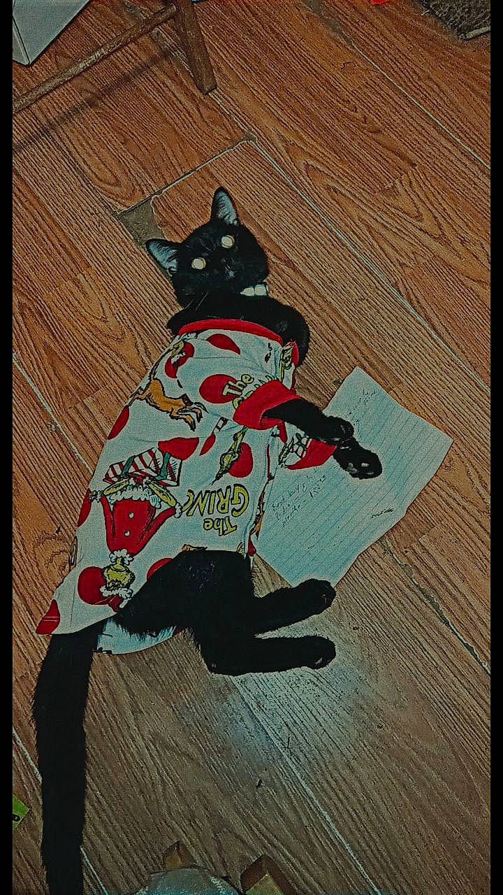 Vader Silva is registered to the contest to win money with this photo: art, carmine, cat, costume_hat, fiction, fictional_character, flooring, font, hardwood, illustration, painting, paper, pattern, rectangle, sleeve, tail, tints_and_shades, visual_arts, whiskers, wood