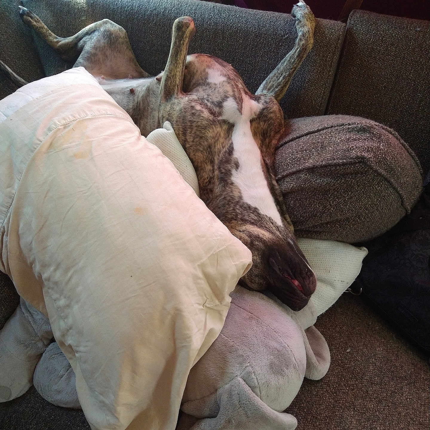 Lala joined the competition — help win amazing prizes! blanket, brindle, canine, comfort, couch, cozy, dog, furniture, home, indoor, living_room, nap, pet, pillow, relaxed, resting, sleeping, soft_toys, stuffed_animal, upside_down