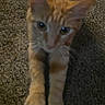 Peaches joined the competition — help win amazing prizes! animal, blurred, carpet, cat, close_up, cute, domestic, ears, eyes, feline, fur, indoor, legs, mammal, orange_tabby, paws, pet, stretching, whiskers, young_cat