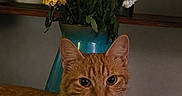 Peaches is registered to the contest to win money with this photo: animal, bell, cat, closeup, collar, curious, decor, domestic_cat, feline, flower_vase, indoor, orange_tabby, pet, relaxed, still_life, strawberry_toy, table, toy, white_flowers, yellow_flowers