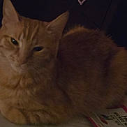Peaches joined the competition — help win amazing prizes! animal, cat, cute, dim_lighting, domestic_cat, ears, eyes, feline, flyer, fur, indoor, lounging, mammal, orange_tabby, pet, relaxed, resting, sleepy, table, whiskers